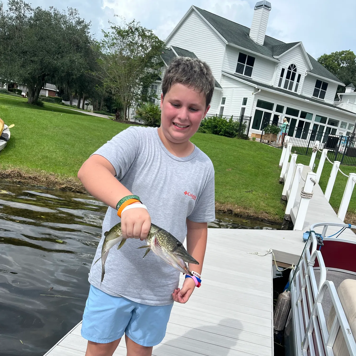 Chain pickerel caught on Fishbrain