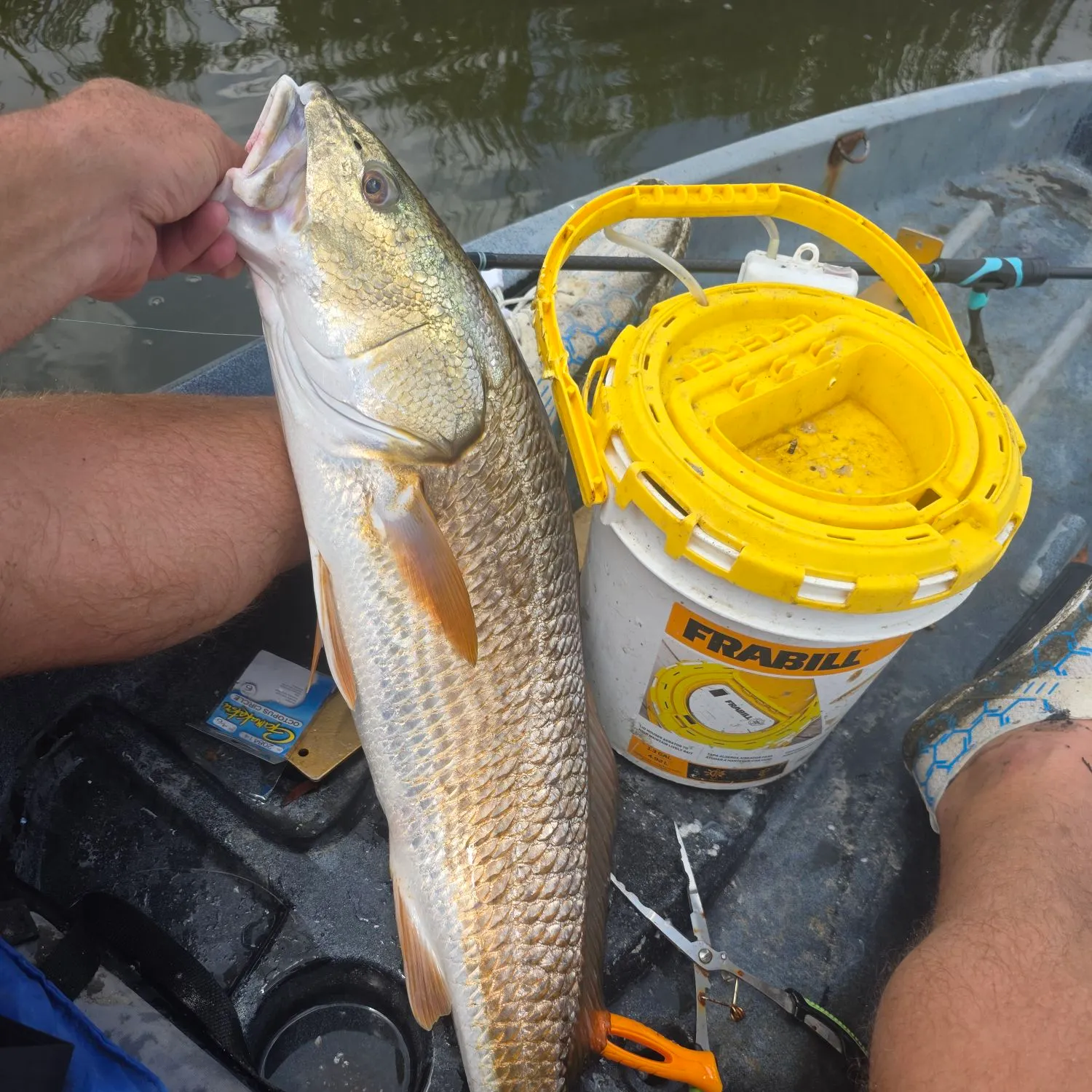 Red drum caught on Fishbrain