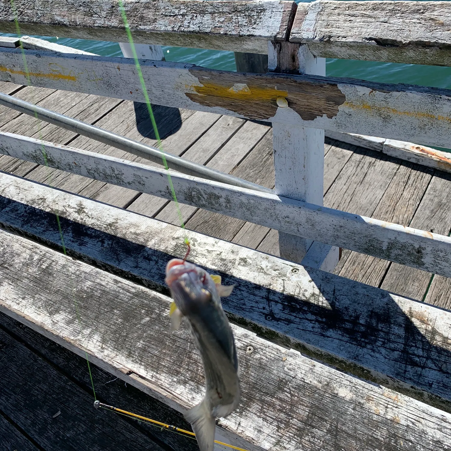 The most recent Surf bream catches on Fishbrain