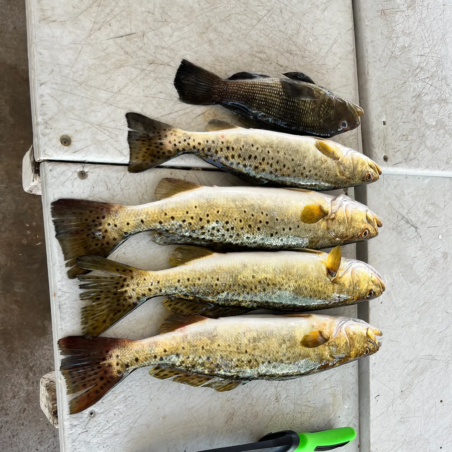 recently logged catches