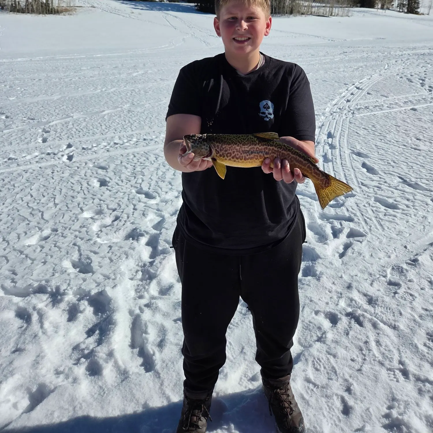 The most recent Tiger trout catches on Fishbrain