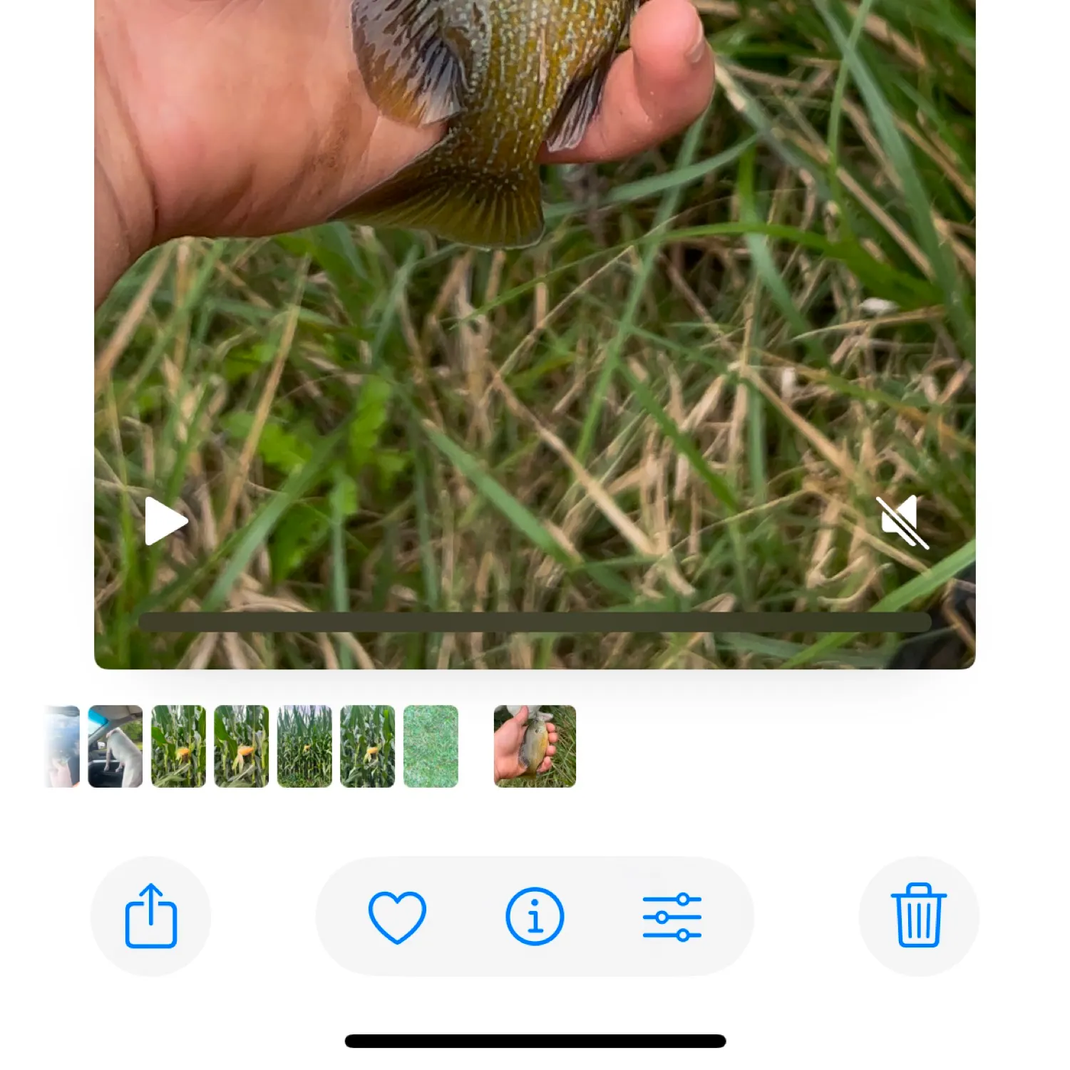 recently logged catches