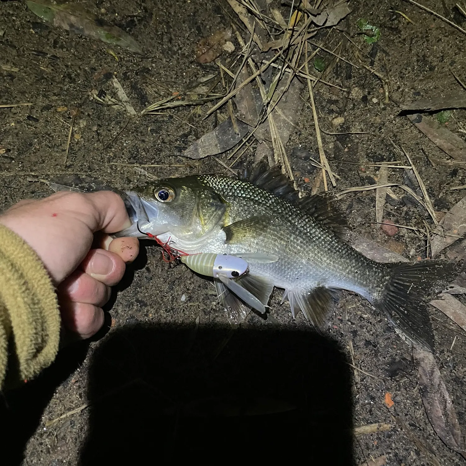 The most recent Australian bass catches on Fishbrain