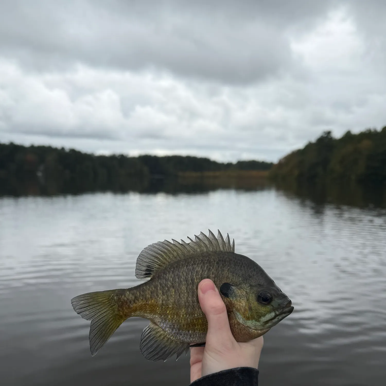 Bluegill caught on Fishbrain