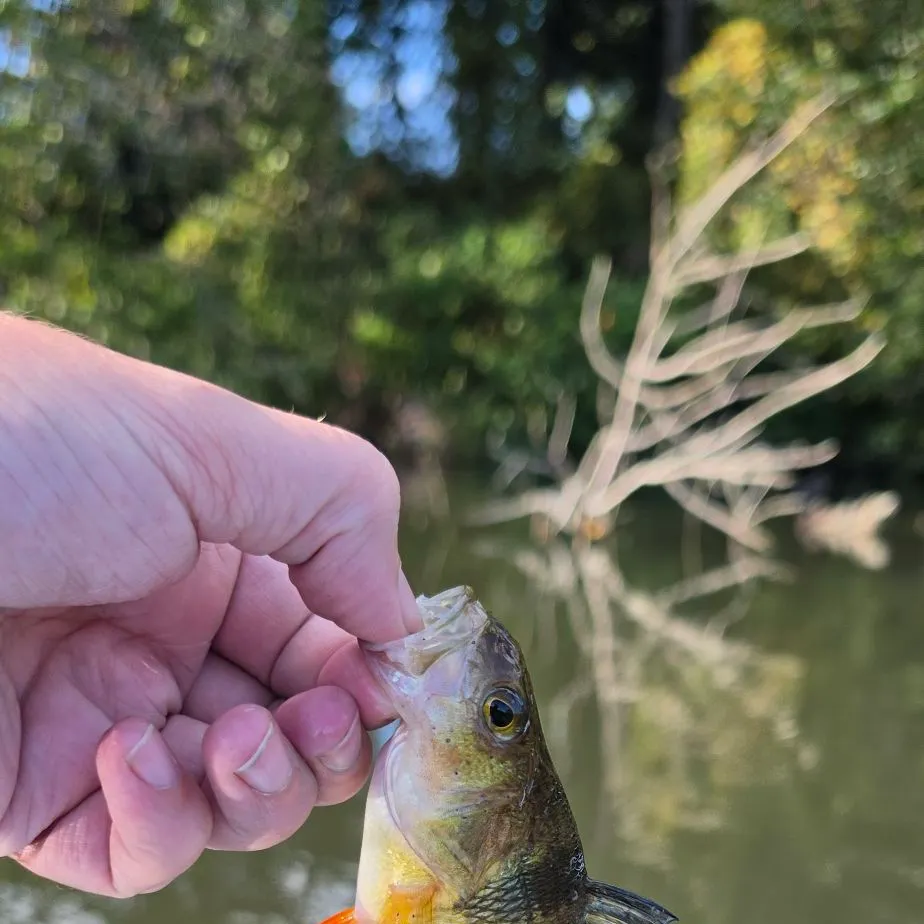 Yellow perch caught on Fishbrain