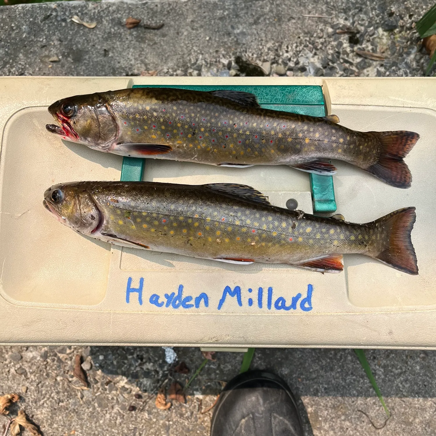 recently logged catches