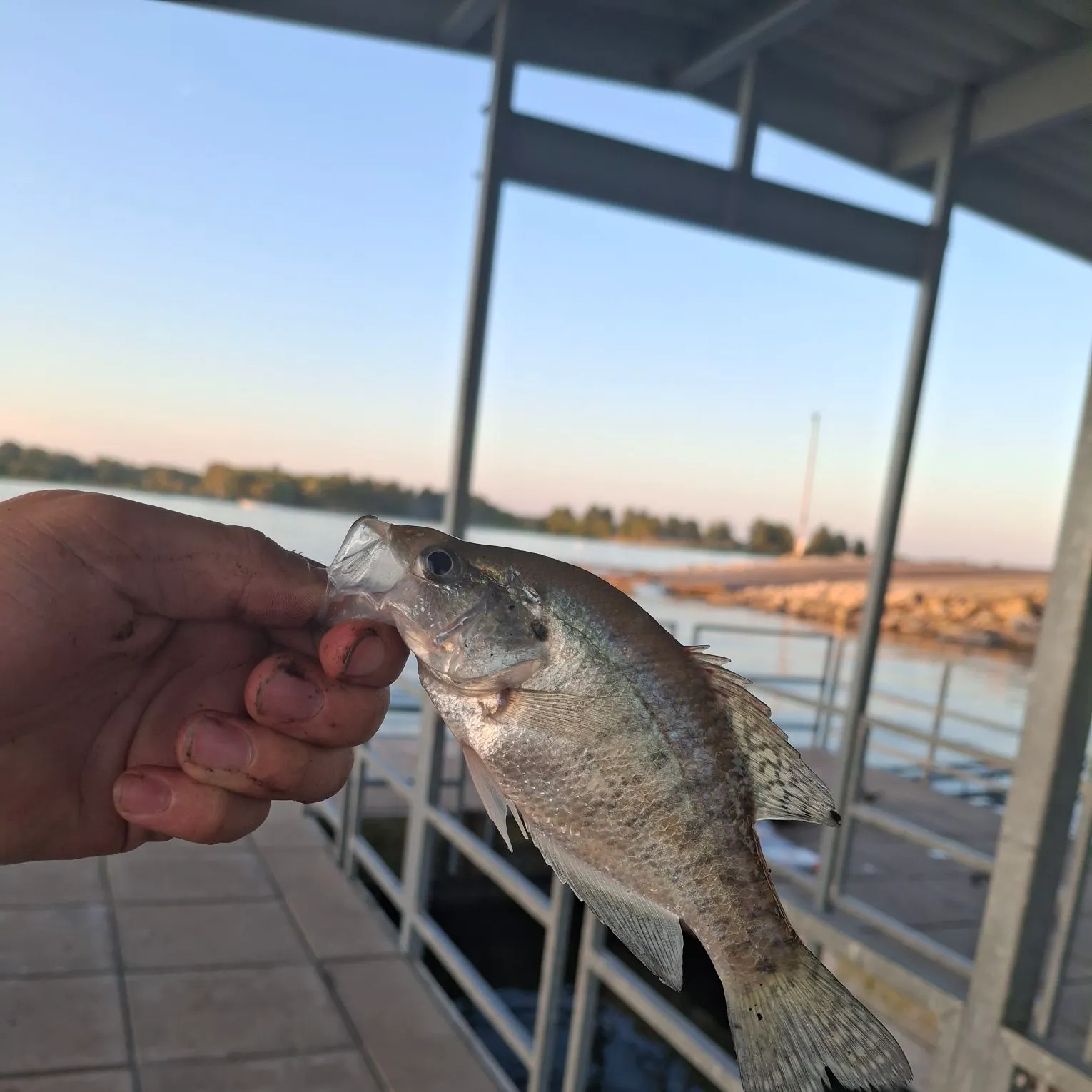 White crappie caught on Fishbrain