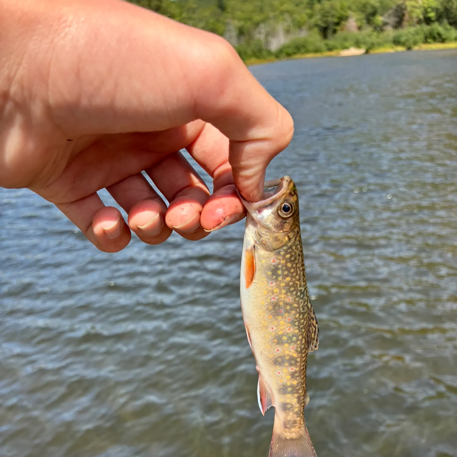 The most recent Lake trout catches on Fishbrain