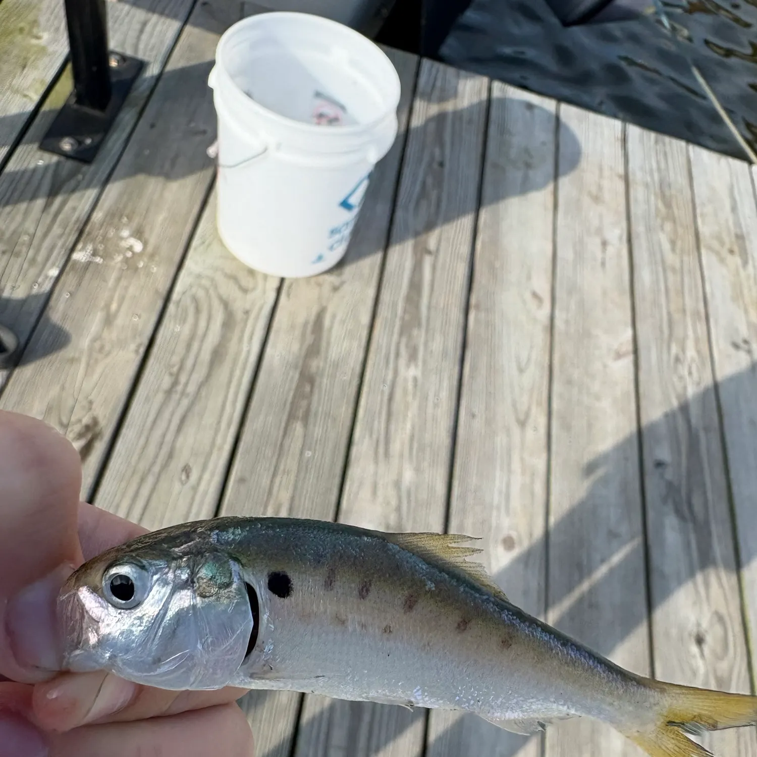 Alewife caught on Fishbrain
