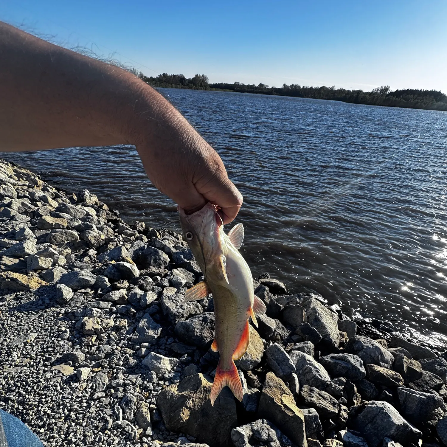 Channel catfish caught on Fishbrain