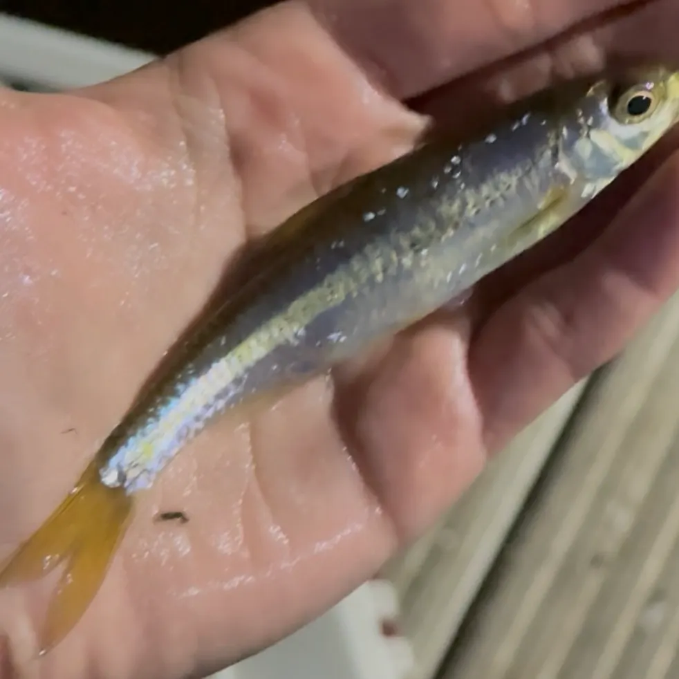 The most recent Spottail shiner catches on Fishbrain
