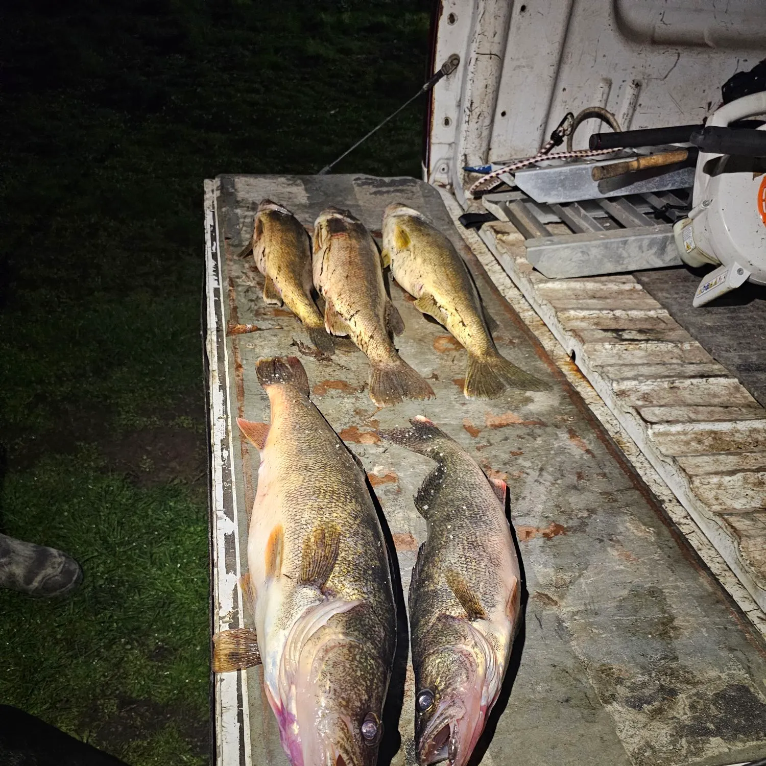 recently logged catches