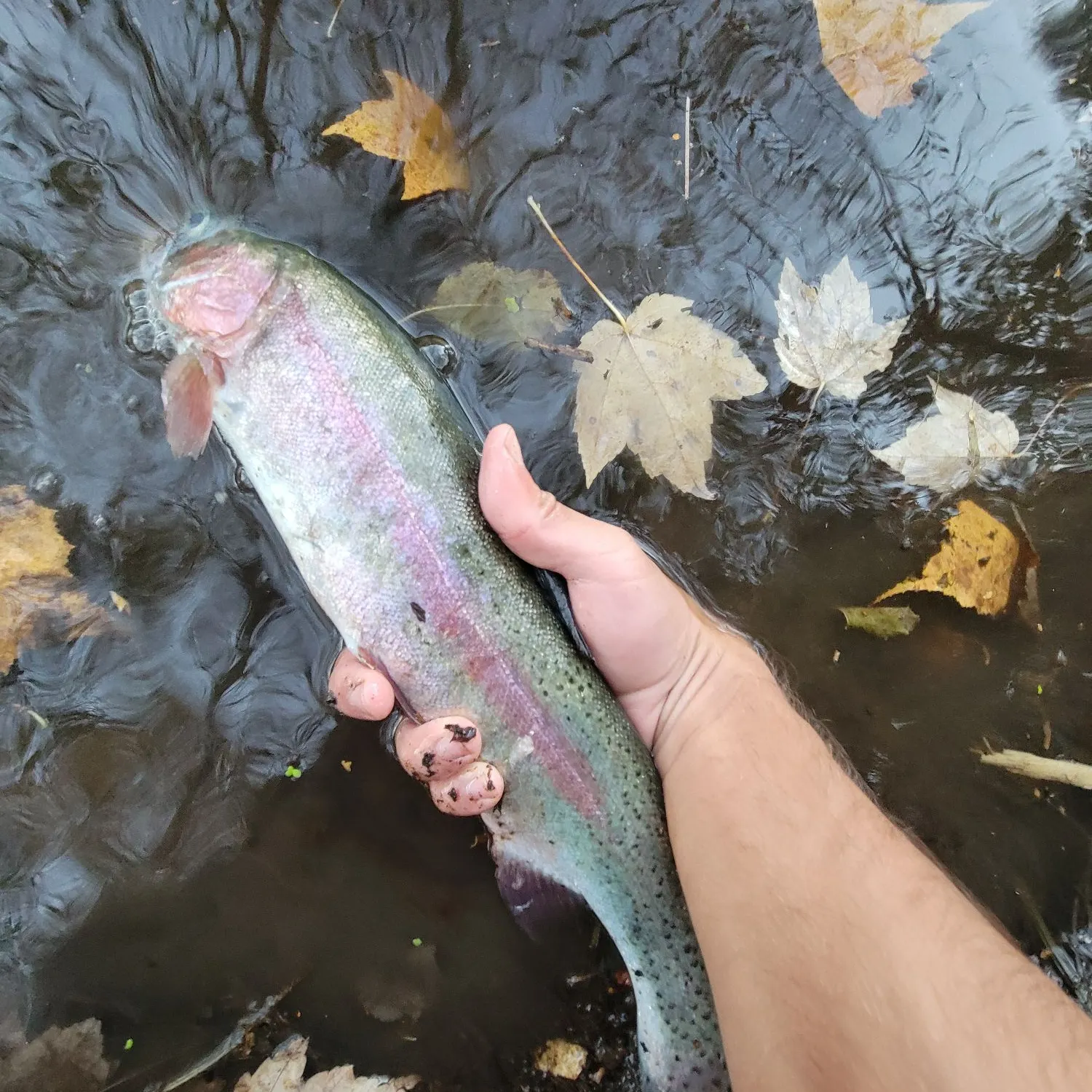 Rainbow trout caught on Fishbrain
