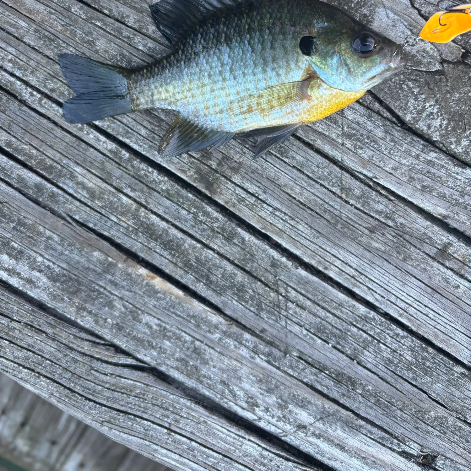 Bluegill caught on Fishbrain