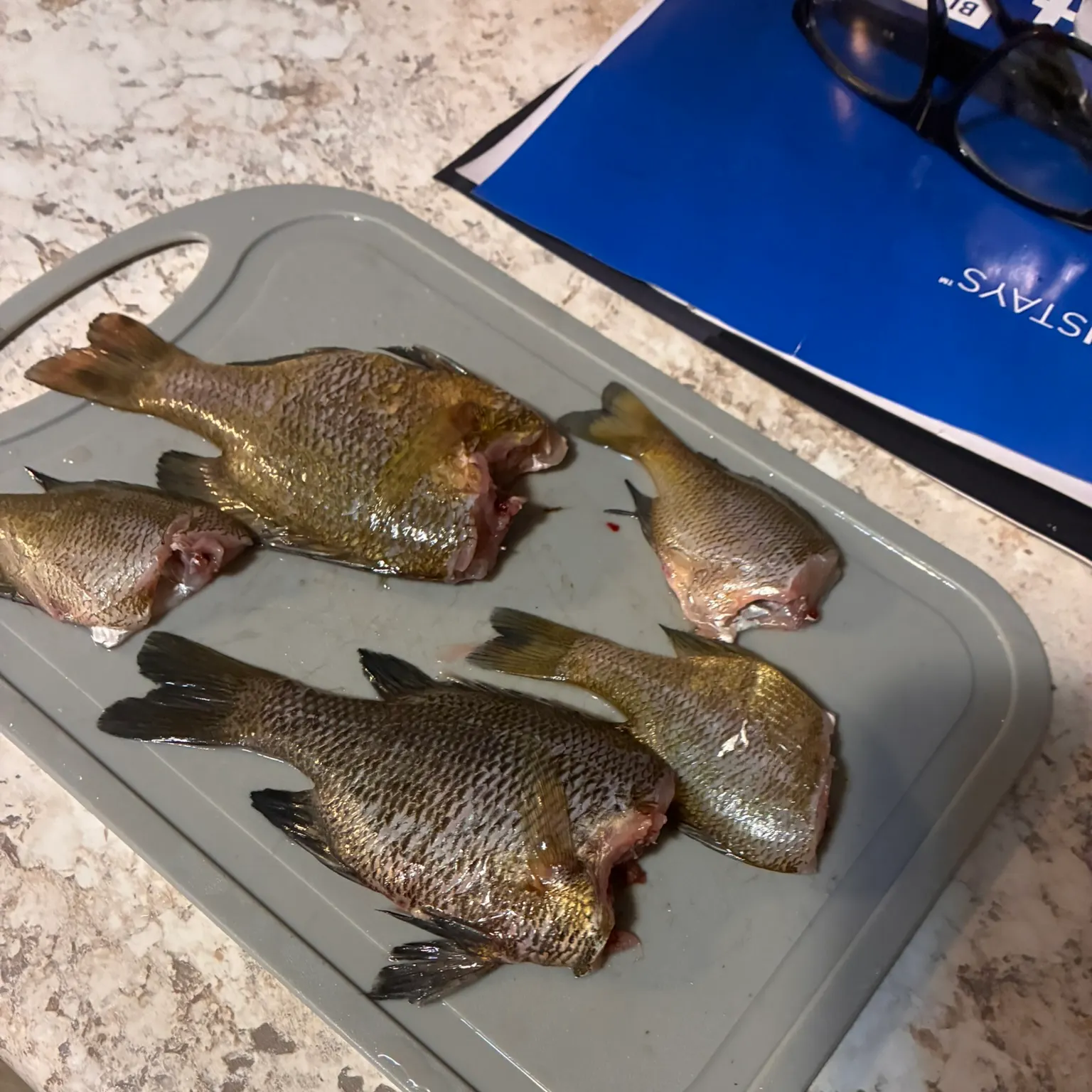 recently logged catches