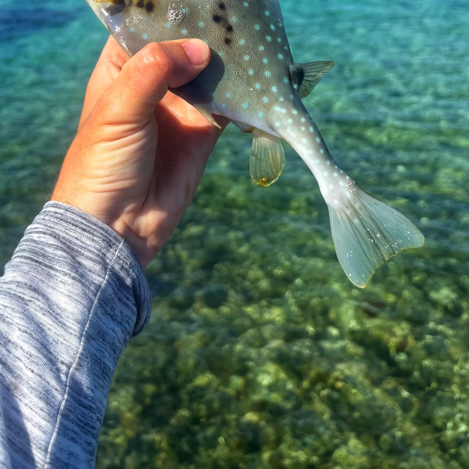 The most recent Buffalo trunkfish catches on Fishbrain