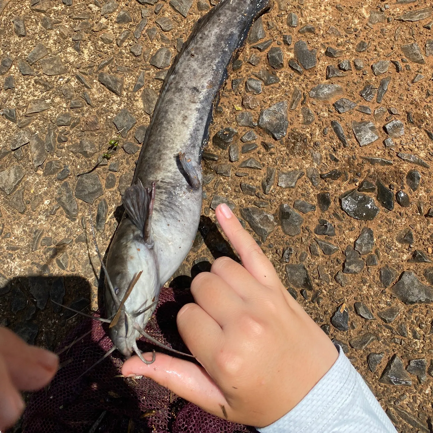 The most recent Walking catfish catches on Fishbrain