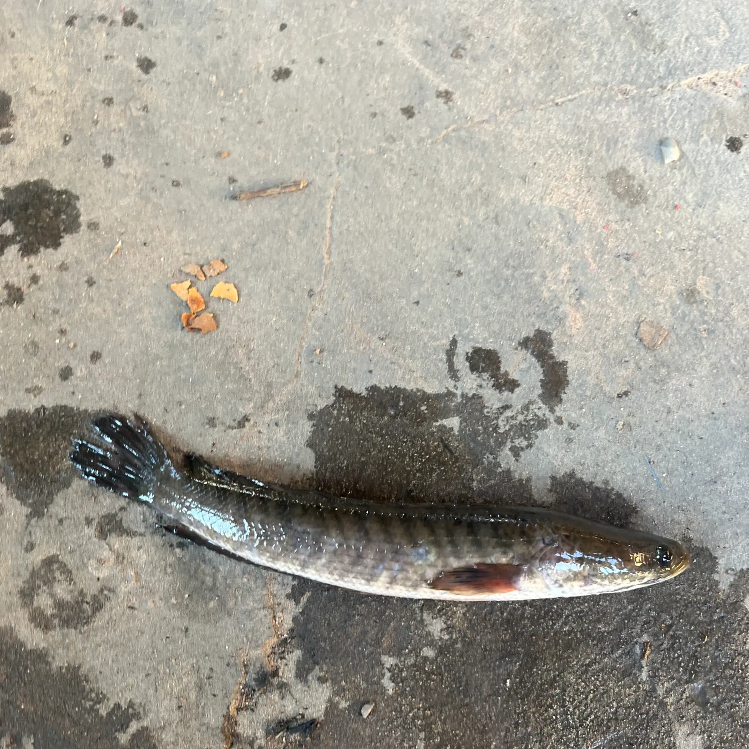 The most recent Striped snakehead catches on Fishbrain