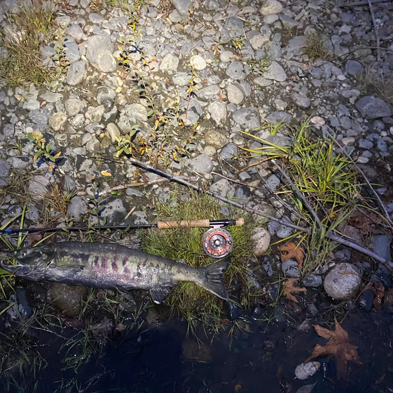 Chum salmon caught on Fishbrain