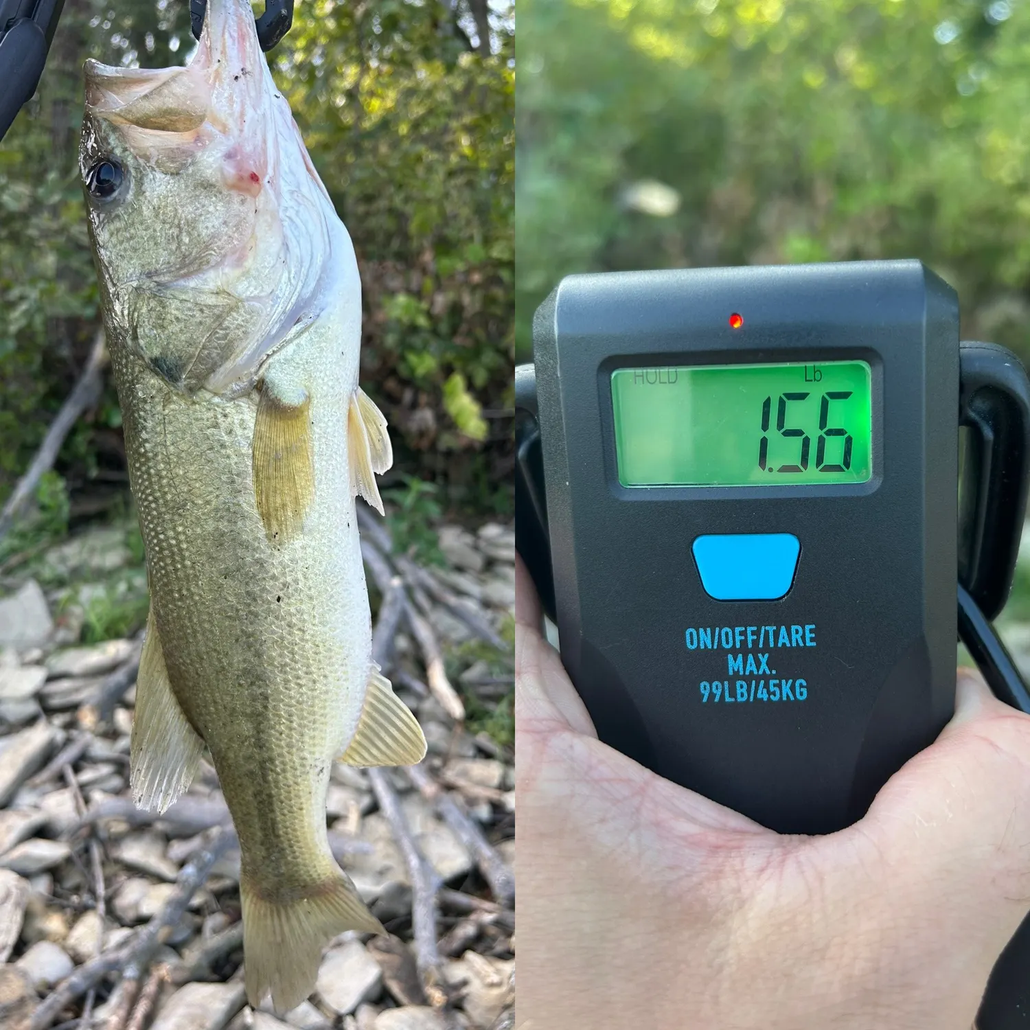 Largemouth bass caught on Fishbrain