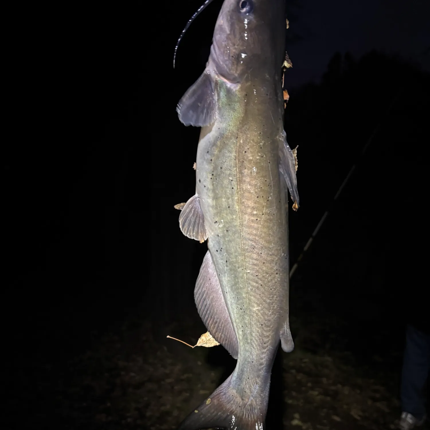 Channel catfish caught on Fishbrain