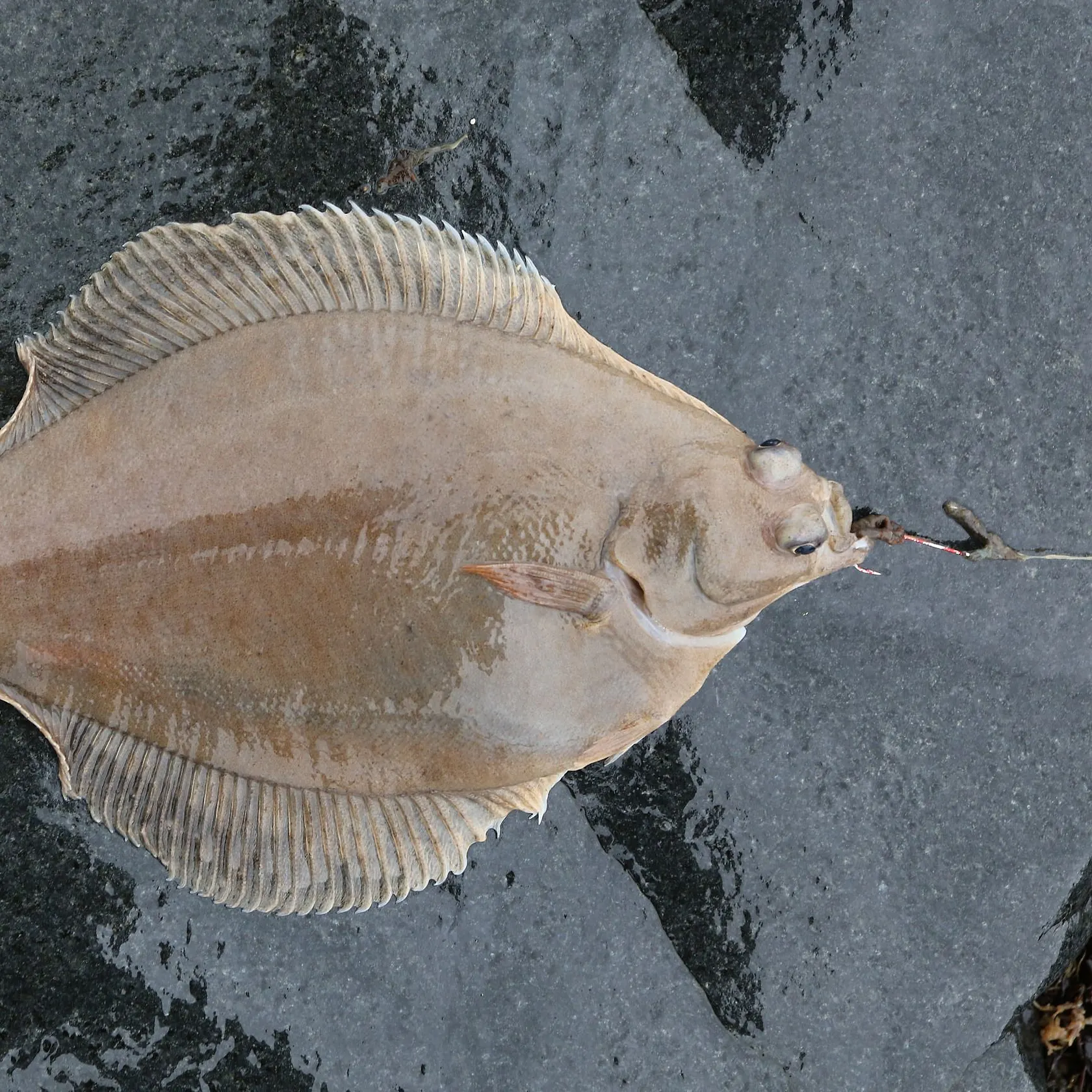 The most recent Common dab catches on Fishbrain
