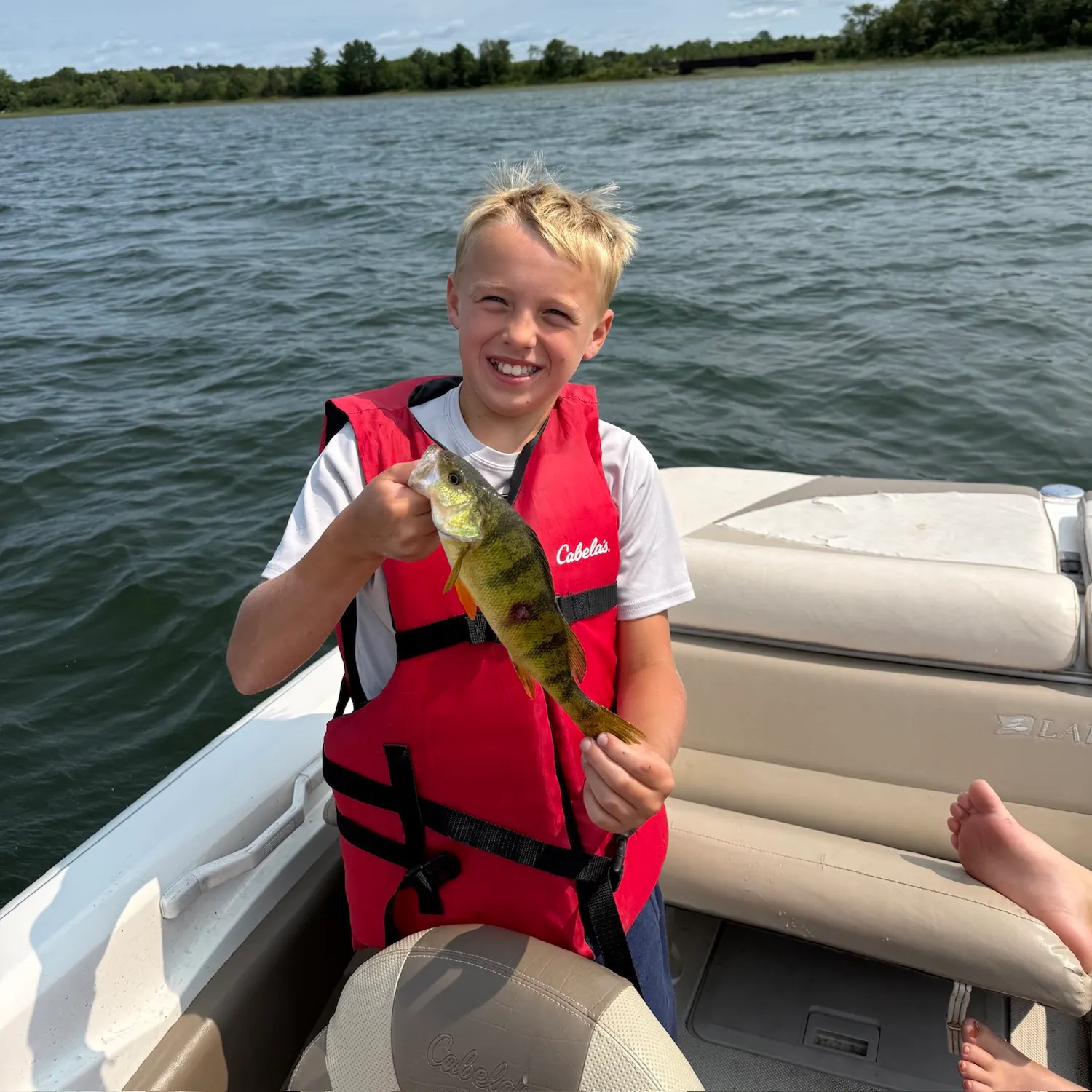 Yellow perch caught on Fishbrain