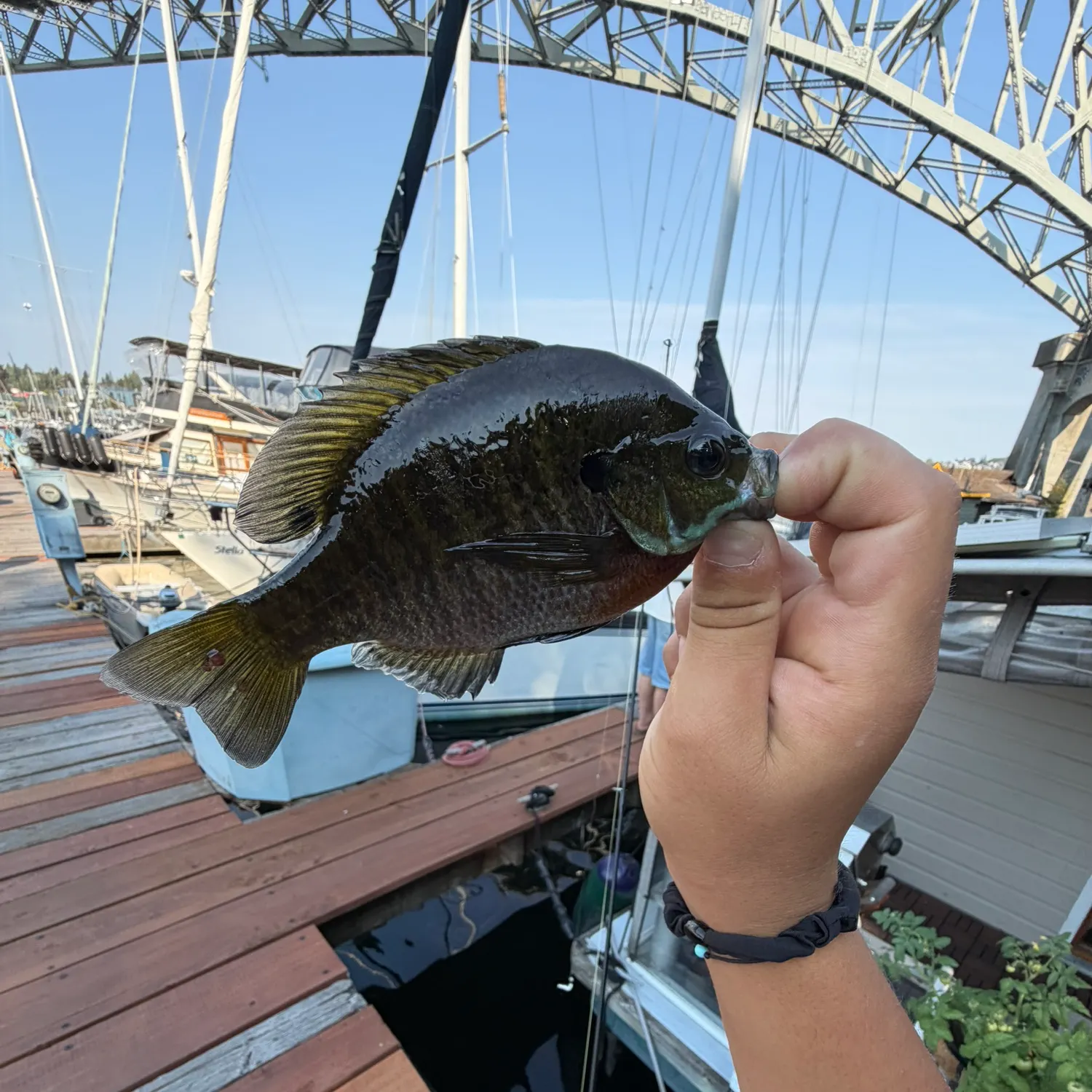 catch