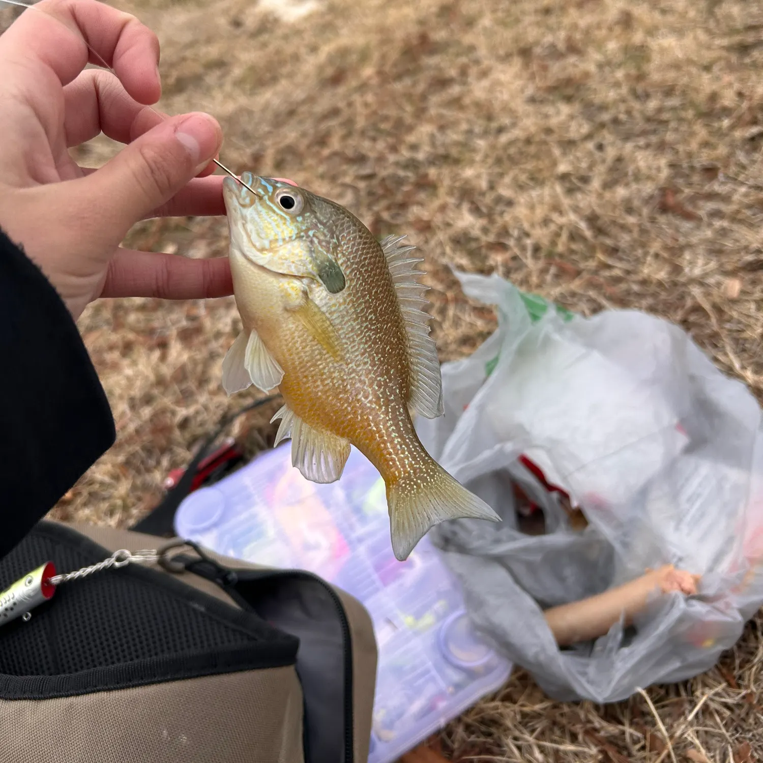 The most recent Longear sunfish catches on Fishbrain