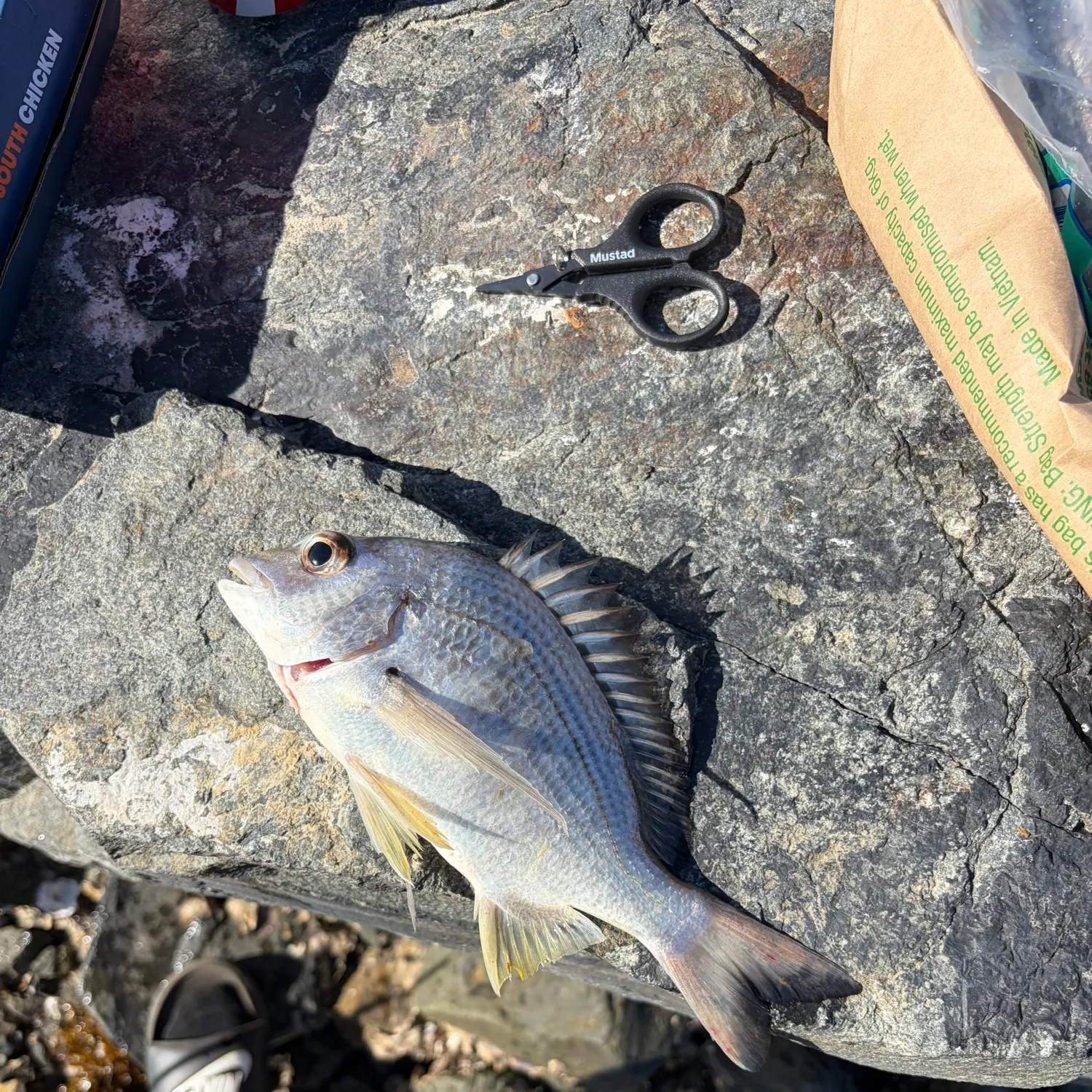 Surf bream caught on Fishbrain