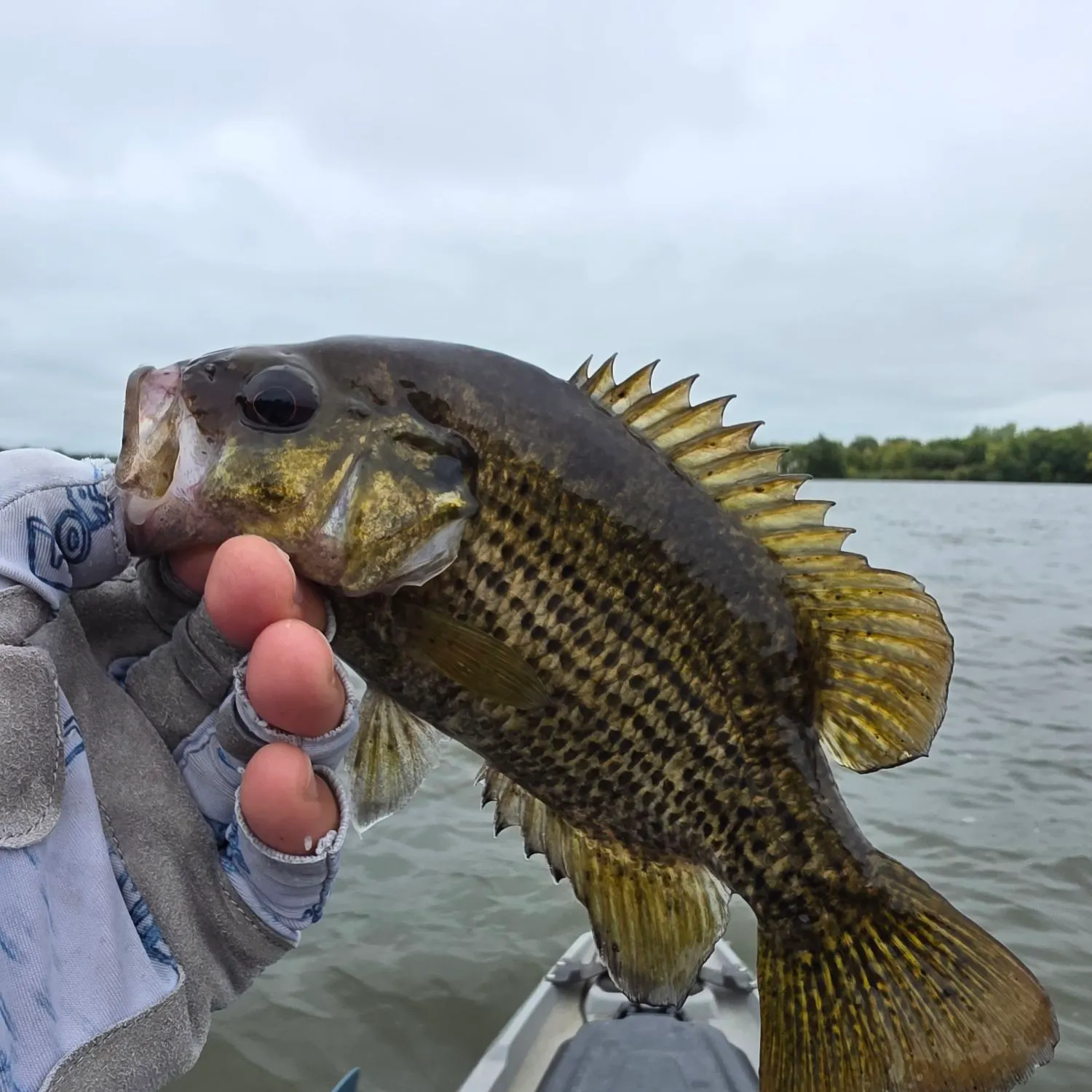 Rock bass caught on Fishbrain