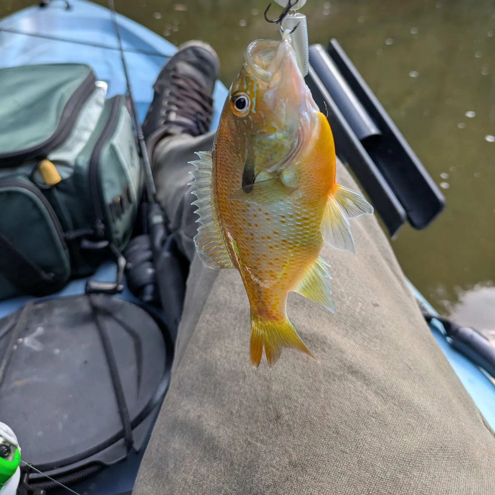 Redbreast sunfish caught on Fishbrain