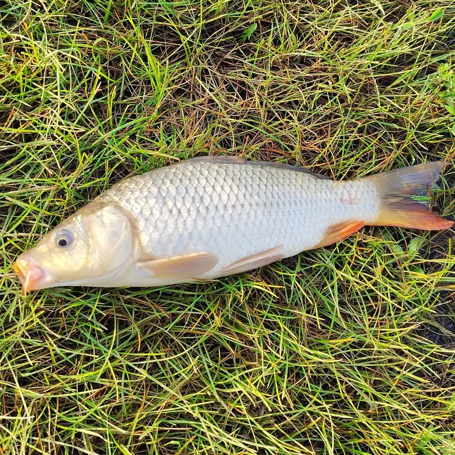 Common carp caught on Fishbrain