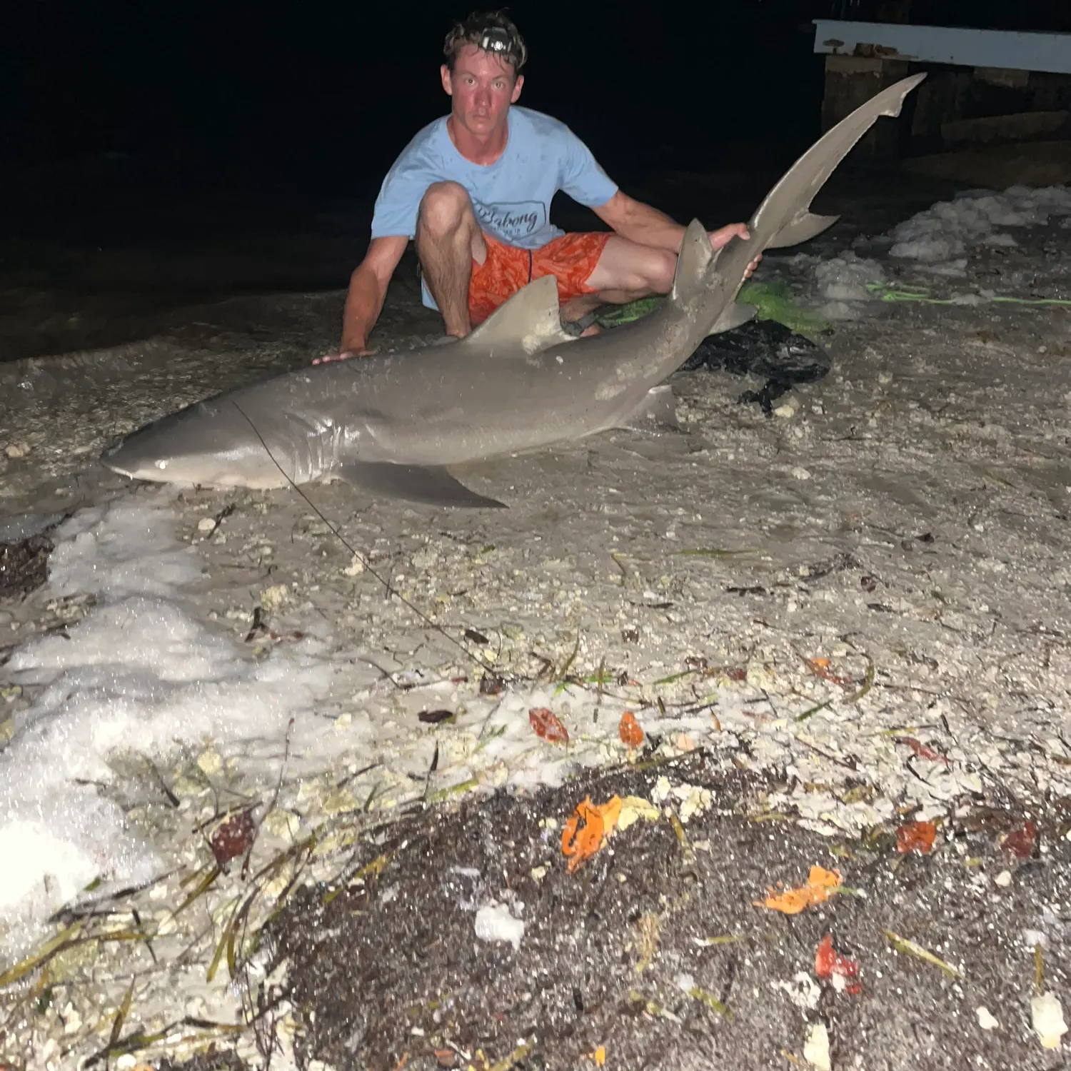 The most recent Lemon shark catches on Fishbrain