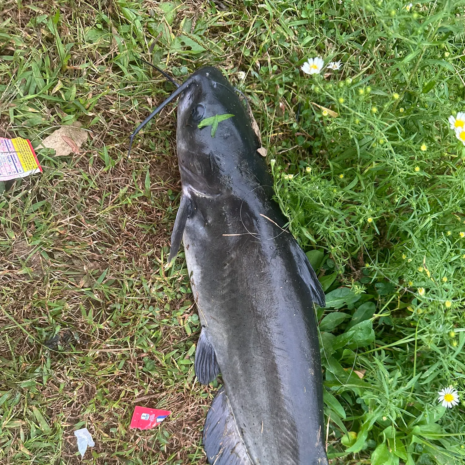 Channel catfish caught on Fishbrain