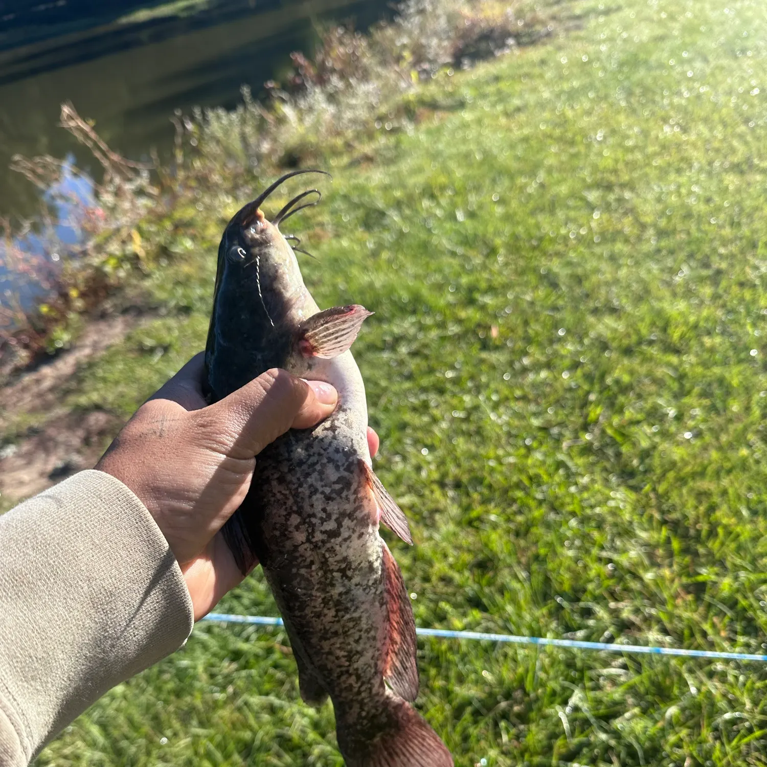 Brown bullhead caught on Fishbrain