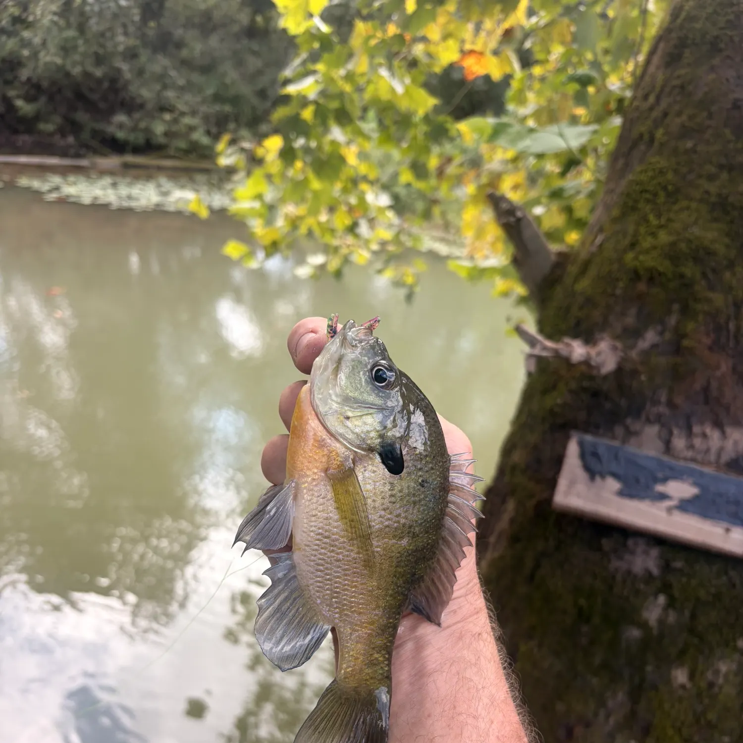 Bluegill caught on Fishbrain