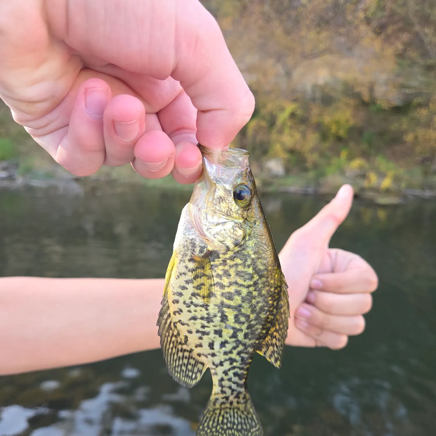 Black crappie caught on Fishbrain