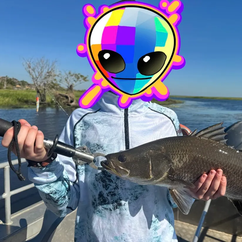 The most recent Barramundi catches on Fishbrain