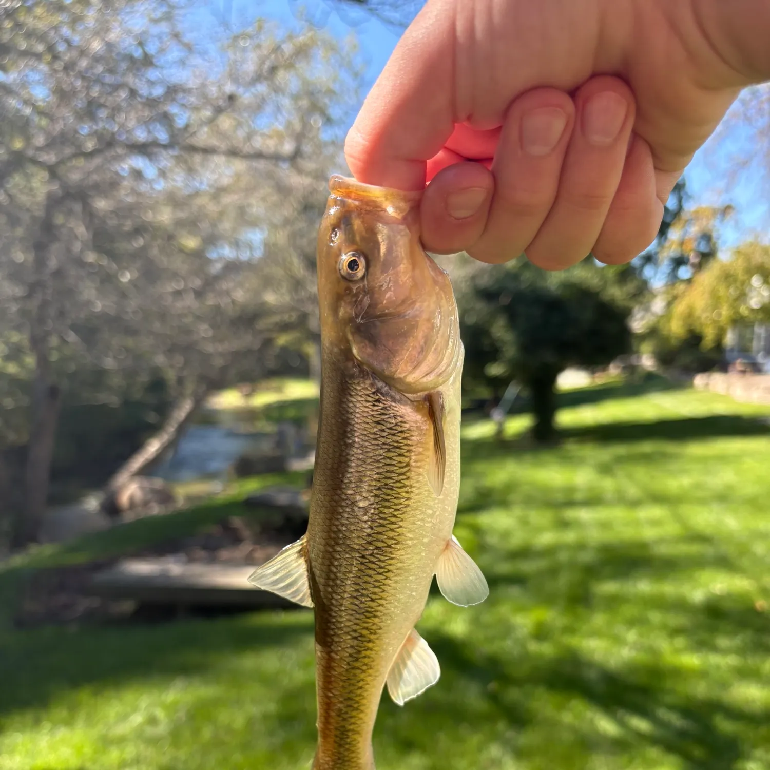 Creek chub caught on Fishbrain
