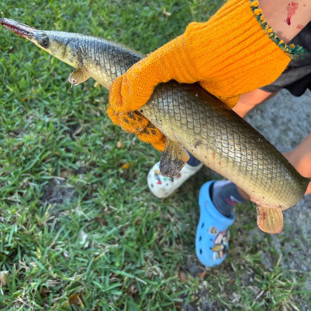 most liked catch image