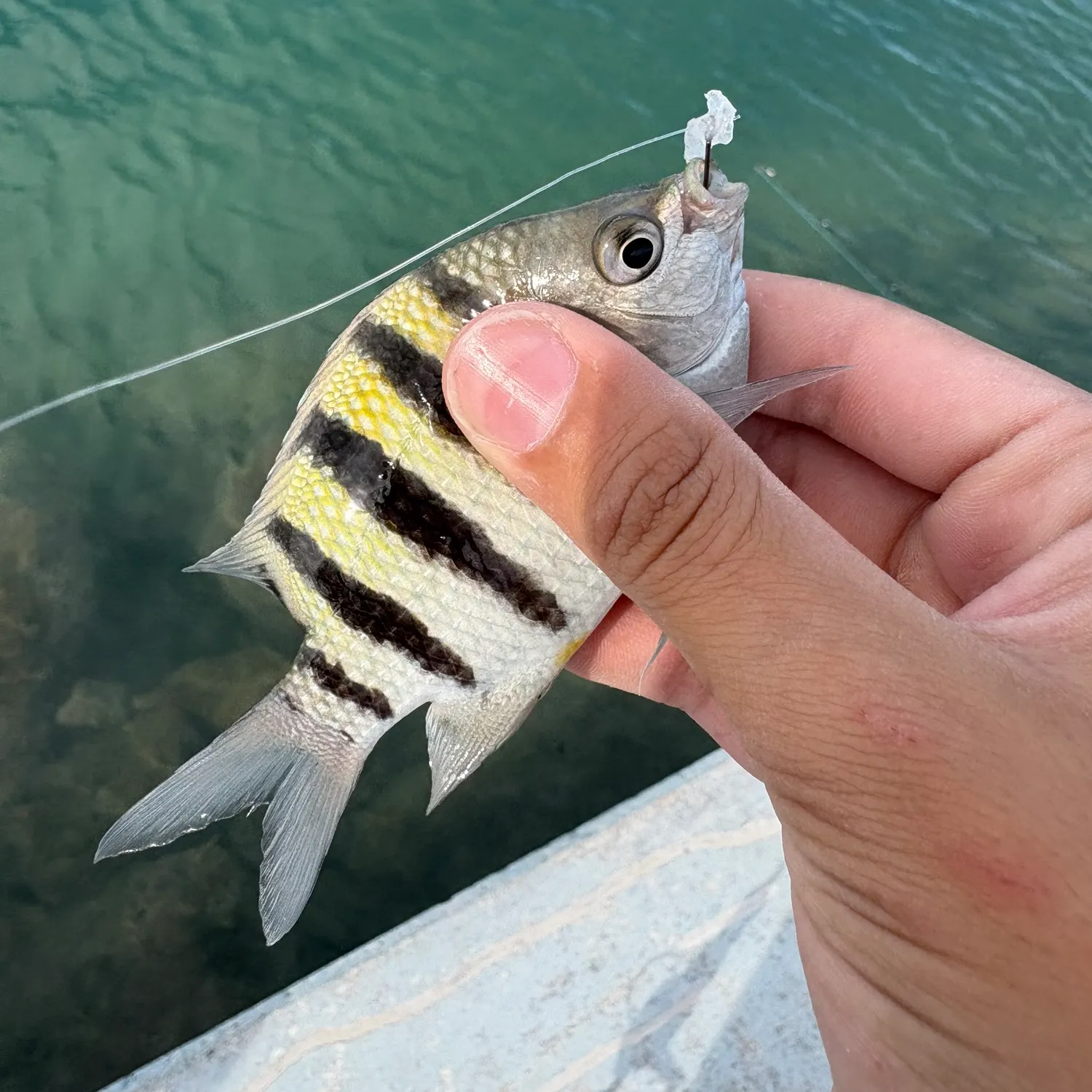 The most recent Sergeant-major catches on Fishbrain