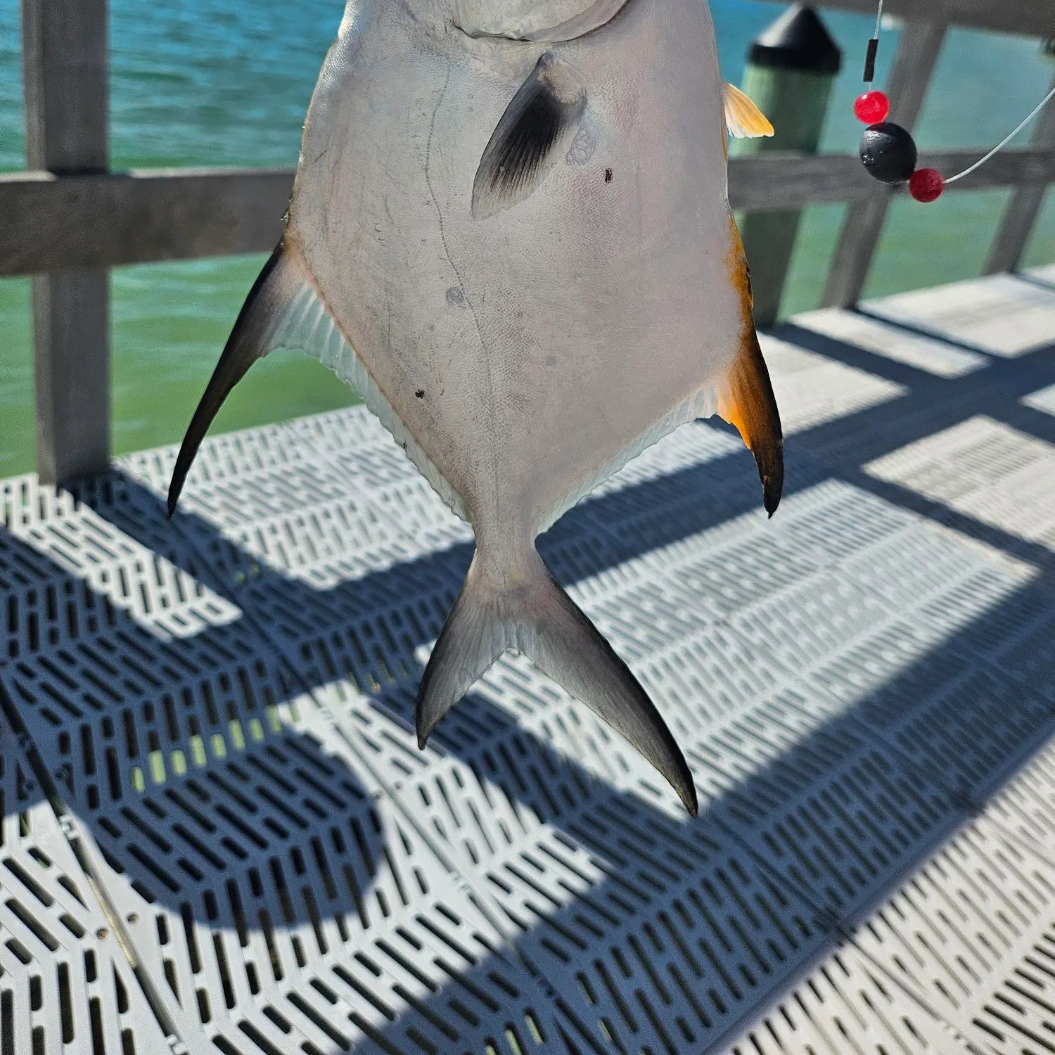 The most recent Palometa catches on Fishbrain
