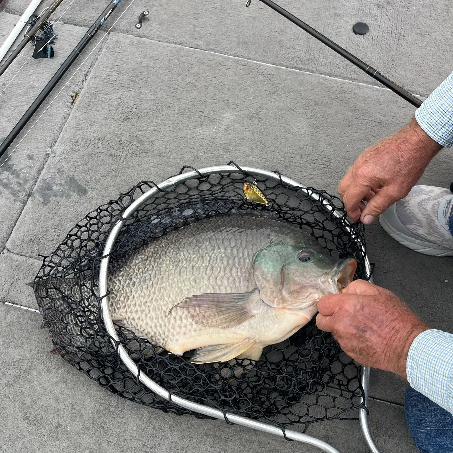 Nile tilapia caught on Fishbrain