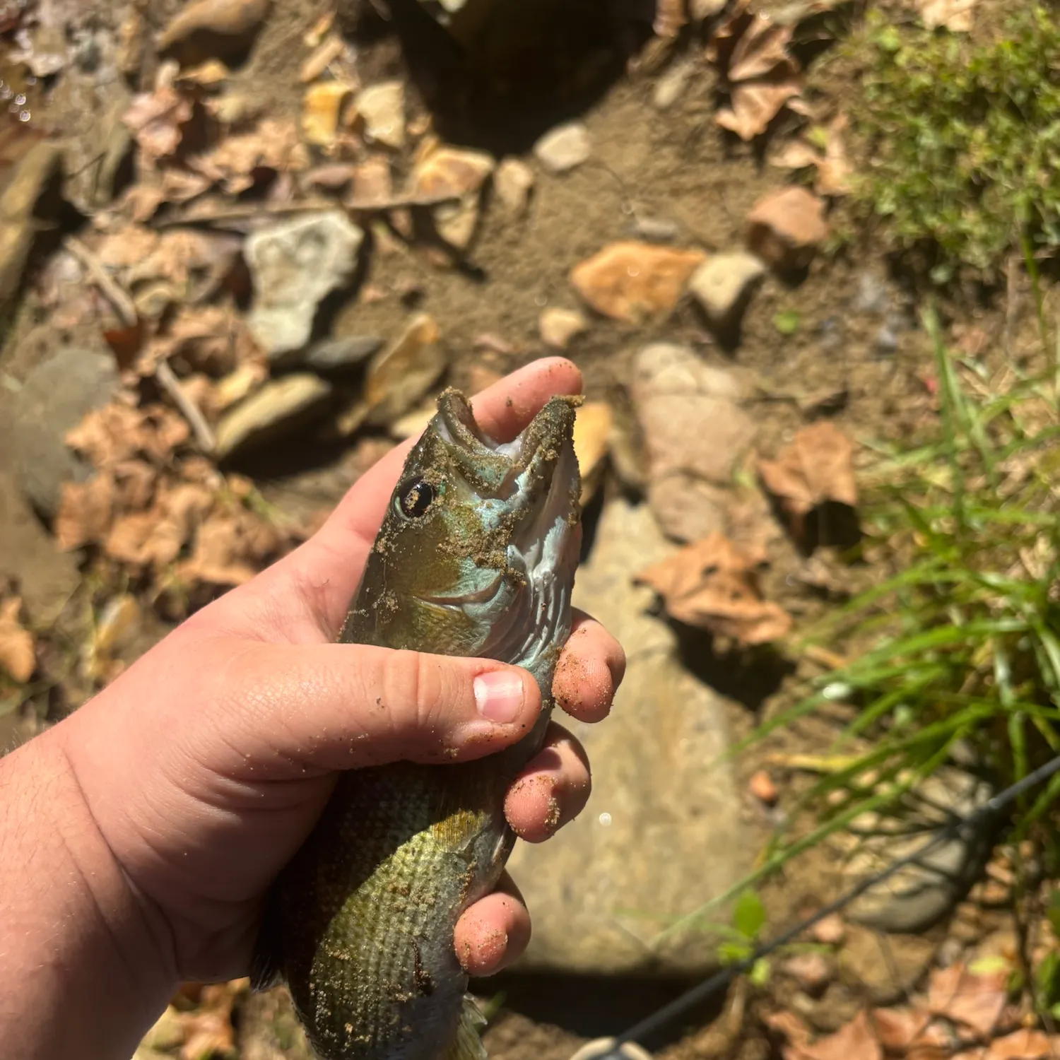 The most recent Shoal bass catches on Fishbrain