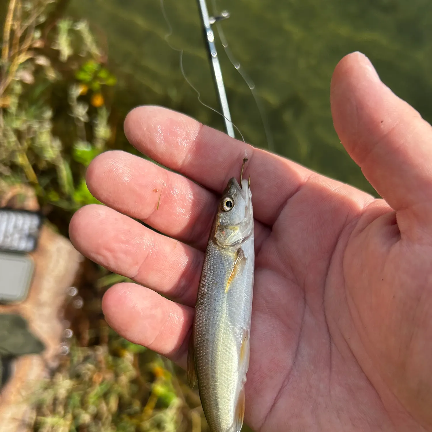 The most recent Sacramento pikeminnow catches on Fishbrain