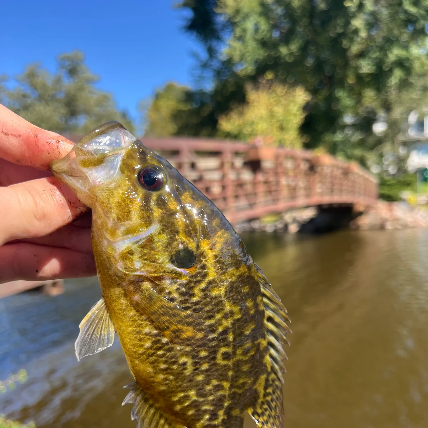 Warmouth caught on Fishbrain