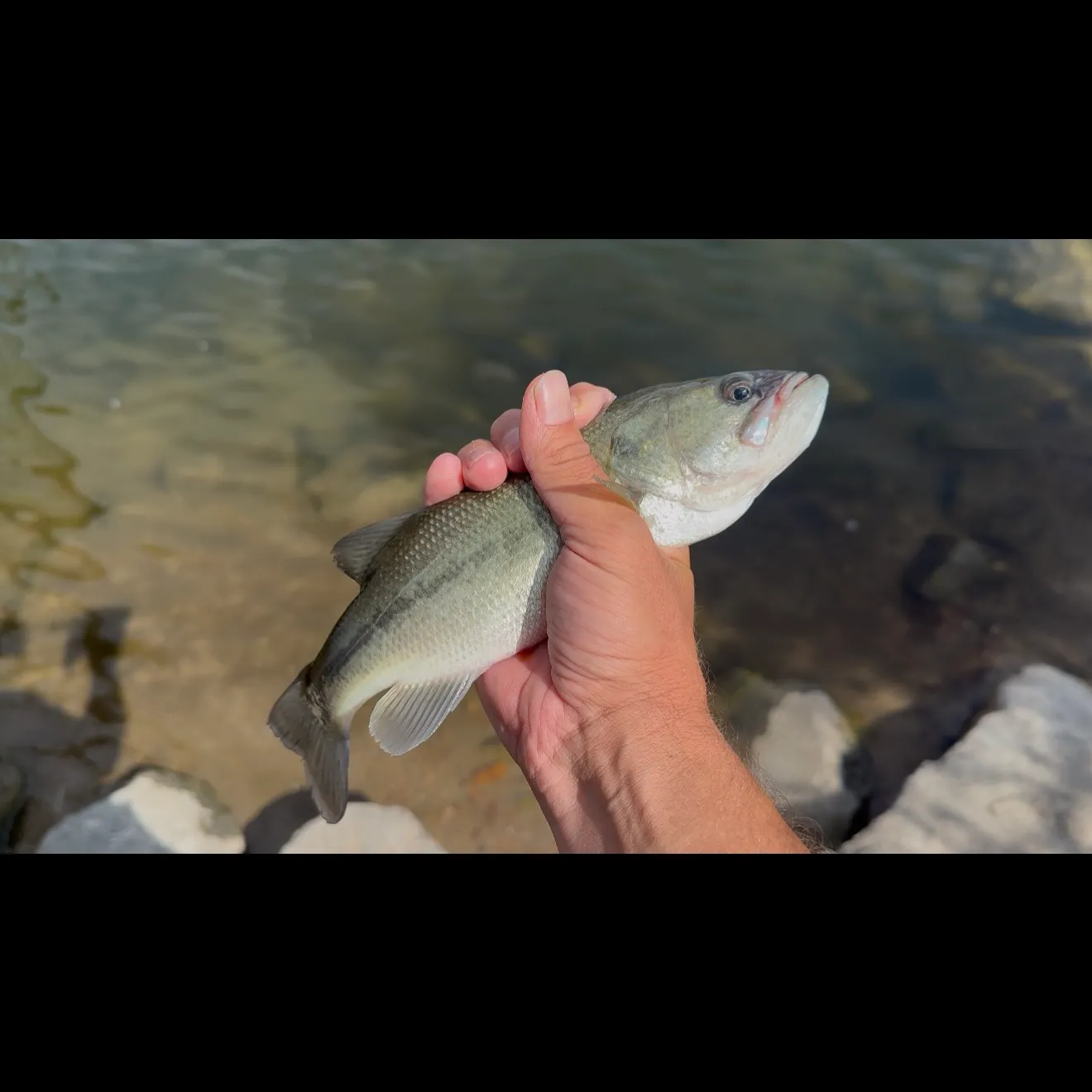 Fish caught on Fishbrain