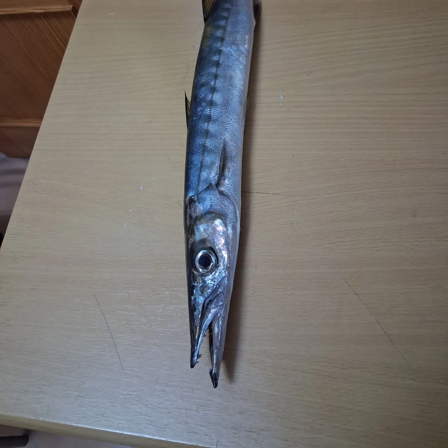 Mexican barracuda caught on Fishbrain