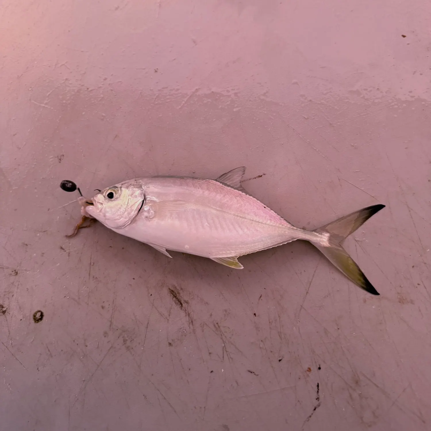 Yellowtail snapper caught on Fishbrain